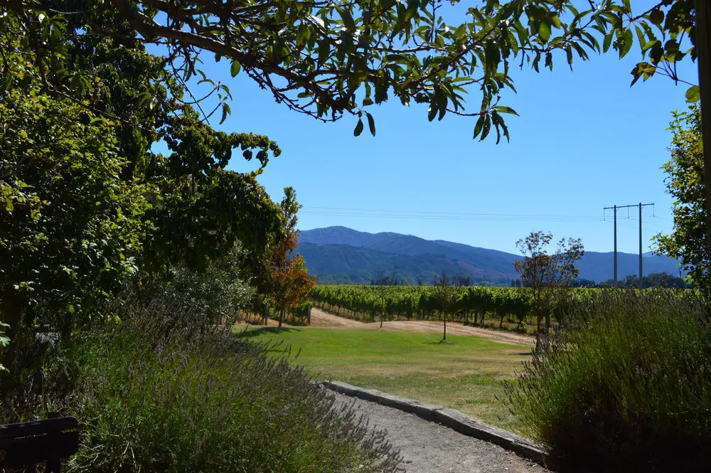 Marlborough wine region vineyard