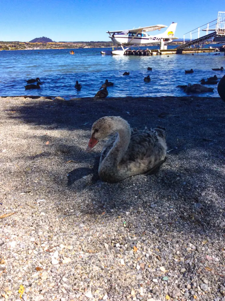 swan on lake Taupo with a sea plan in background
