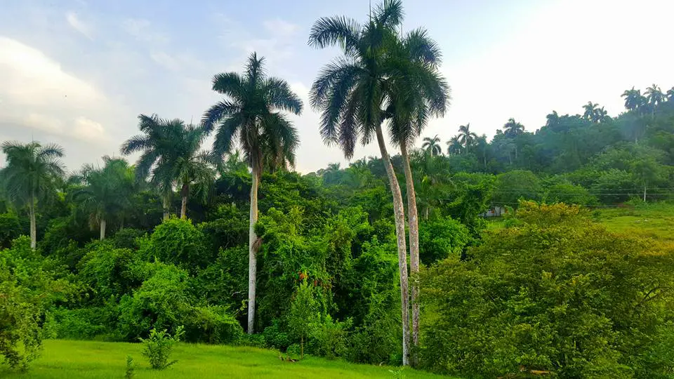 palm trees at las terrazas national park in Cuba