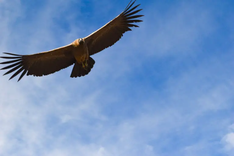 condor bird swooping overhead at cruise del condor viewpoint