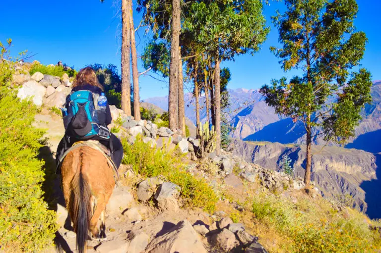 riding a mule out of the colca canyon on day two