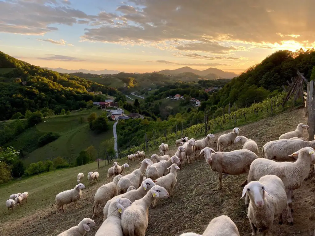 vineyard and sheep on hills in Slovenia