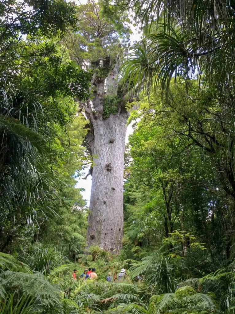 worlds largest tree in forest