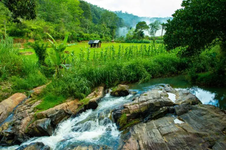 flowing river and rice fields in ella