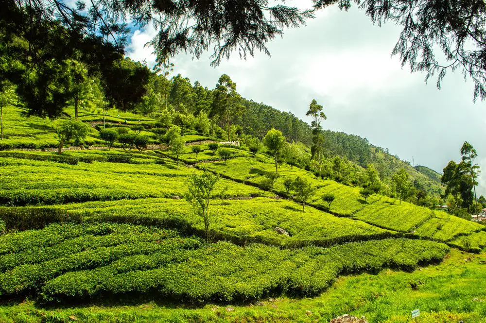 green tea fields of ella sri lanka
