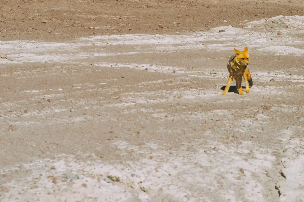 andean fox running in desert