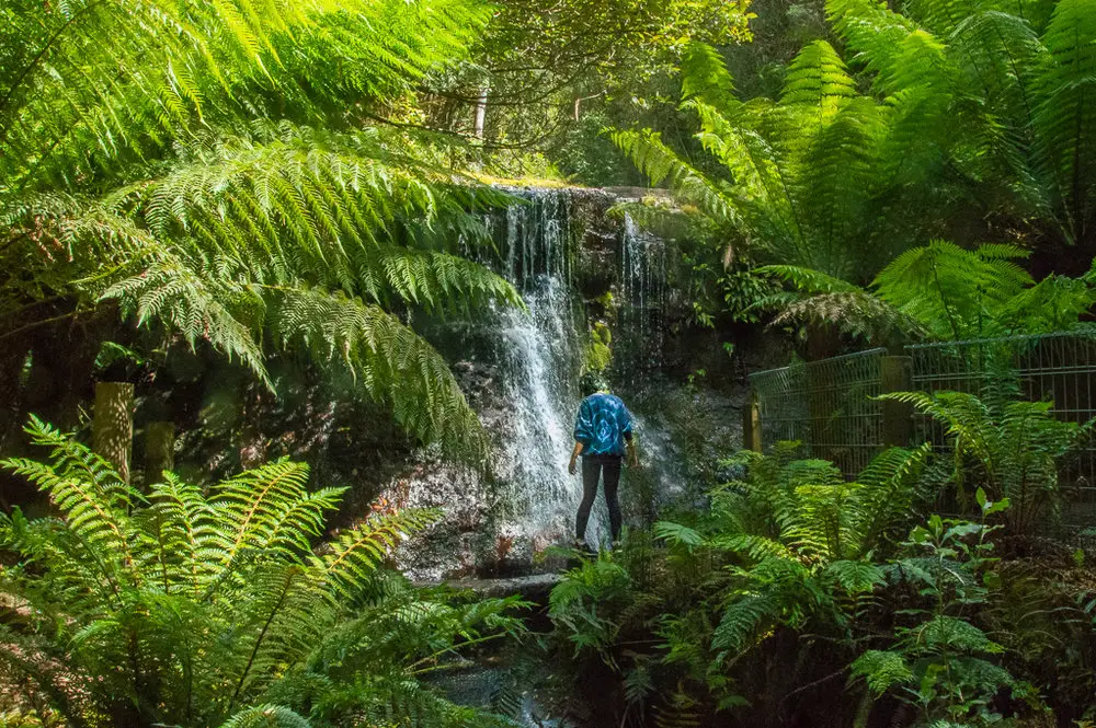 green rainforest and waterfall in Tasmania