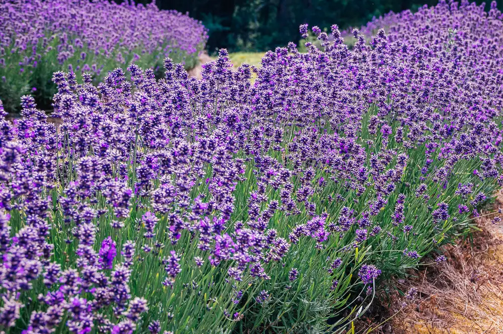 largest lavender farm in the world in Tasmania