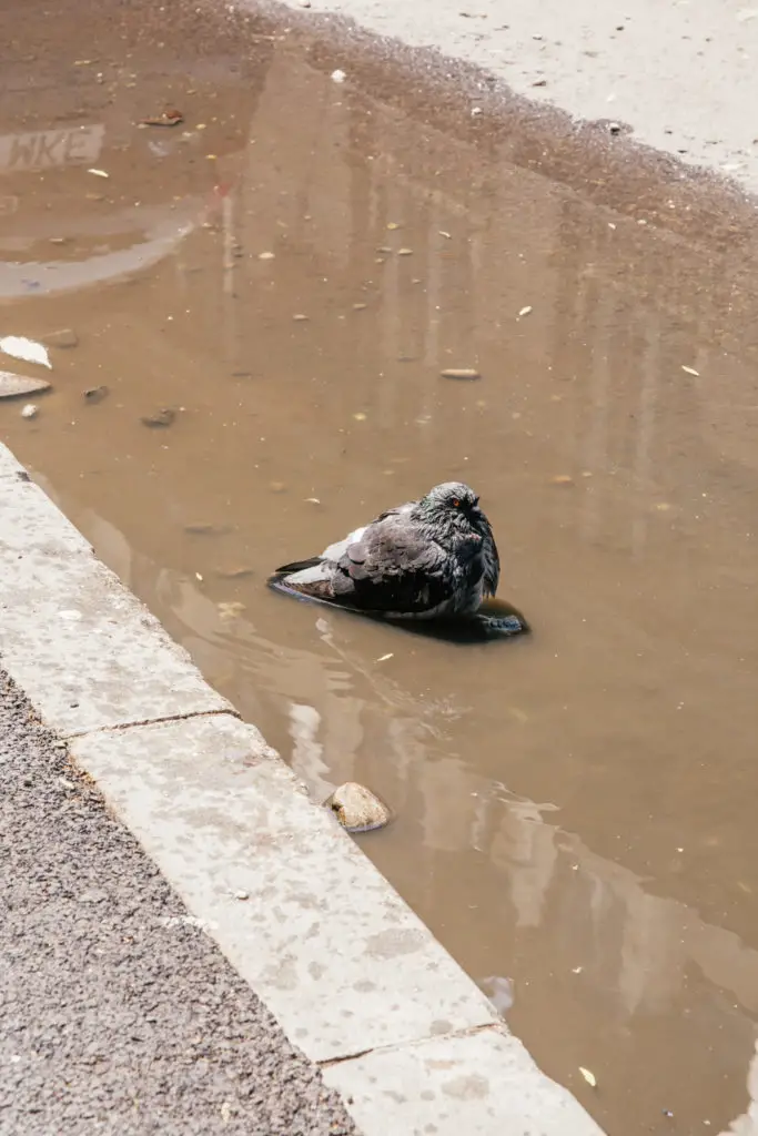 pigeon in puddle cooling off in bucharest street