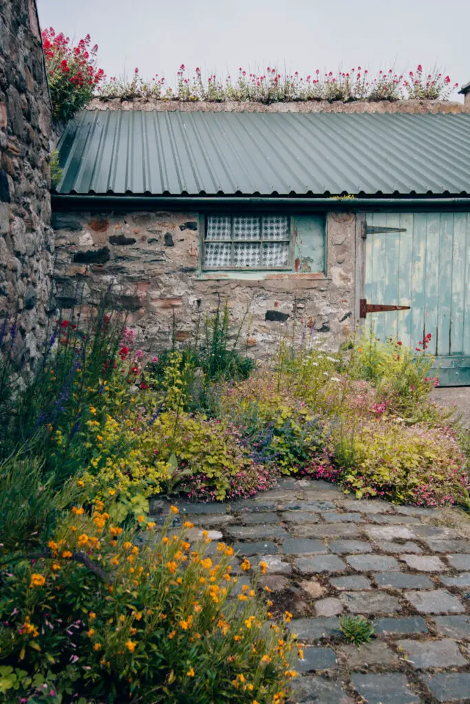 pretty wildflowers on Holy Island, Northumberland