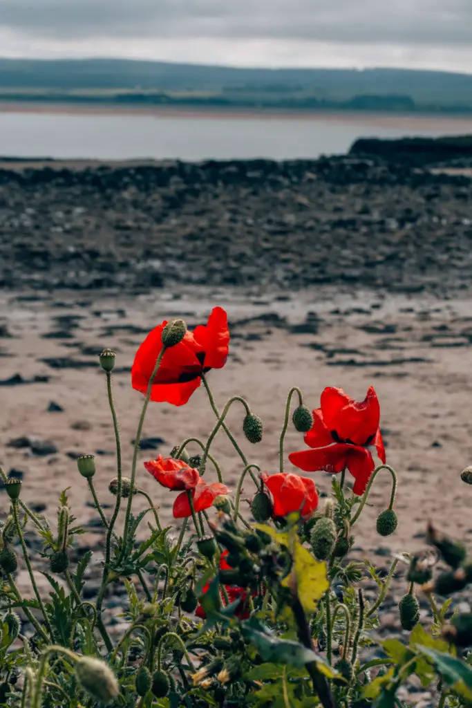 wildflowers on beach