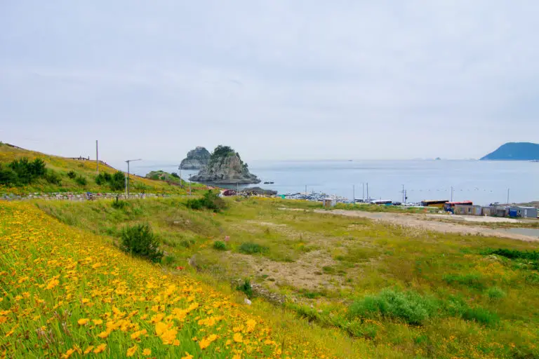 field of yellow flowers and sea at Busan, South Korea