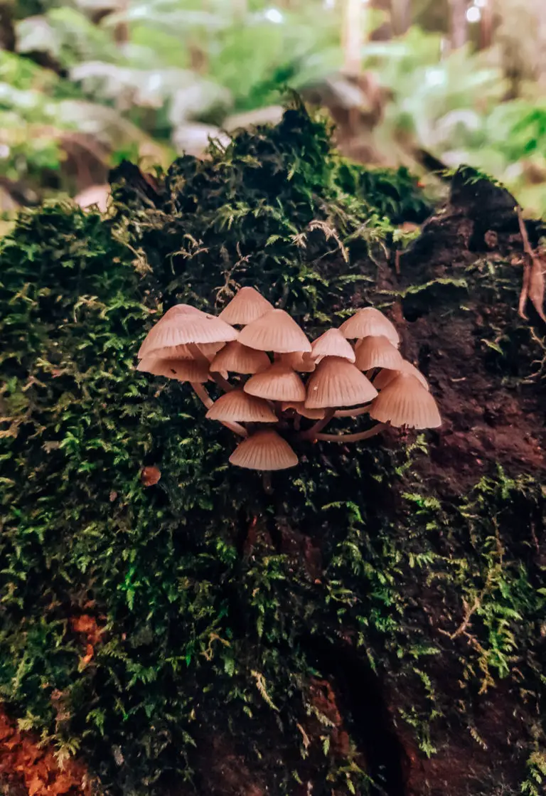 mushrooms growing on a mossy log in the rainforest