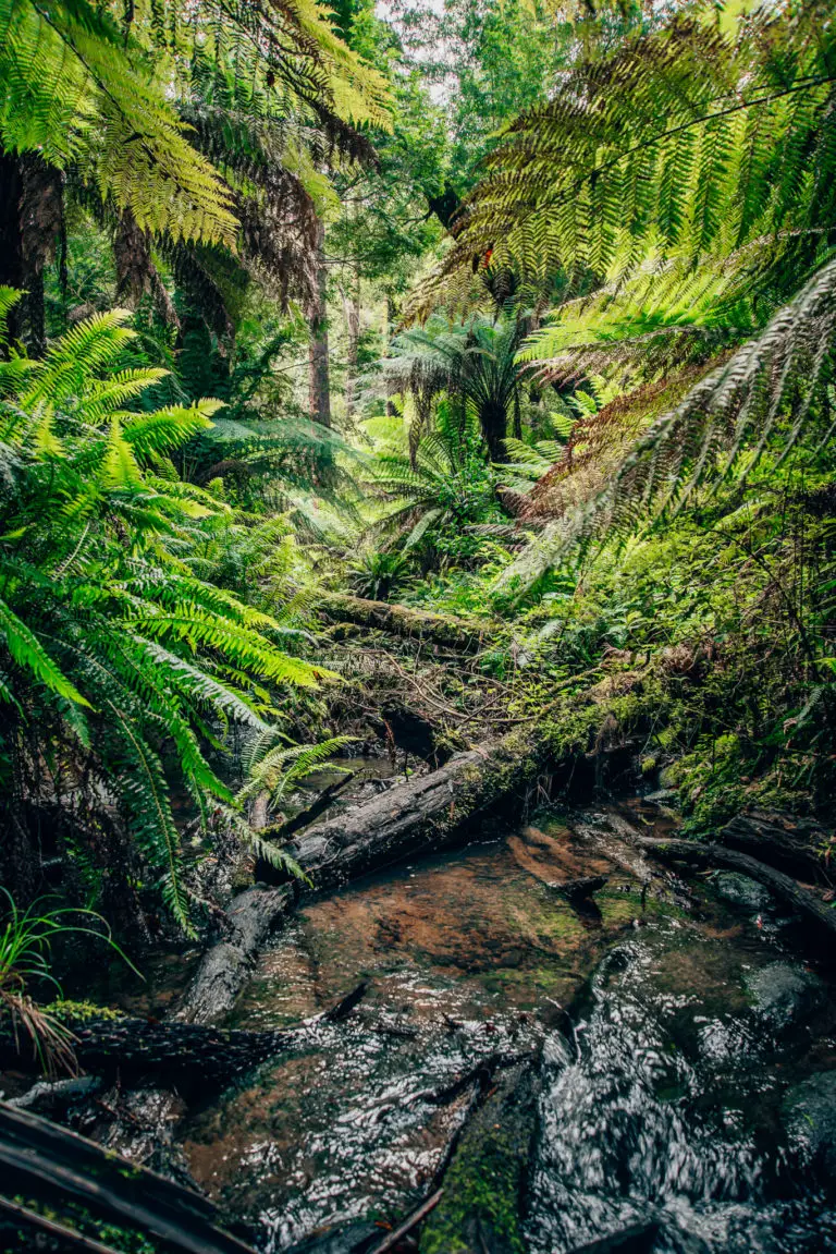 creek running through rainforest in the otways national park