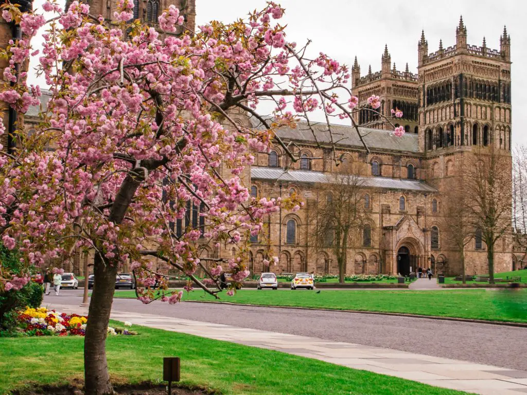 Durham Cathedral with pink blossom in foreground
