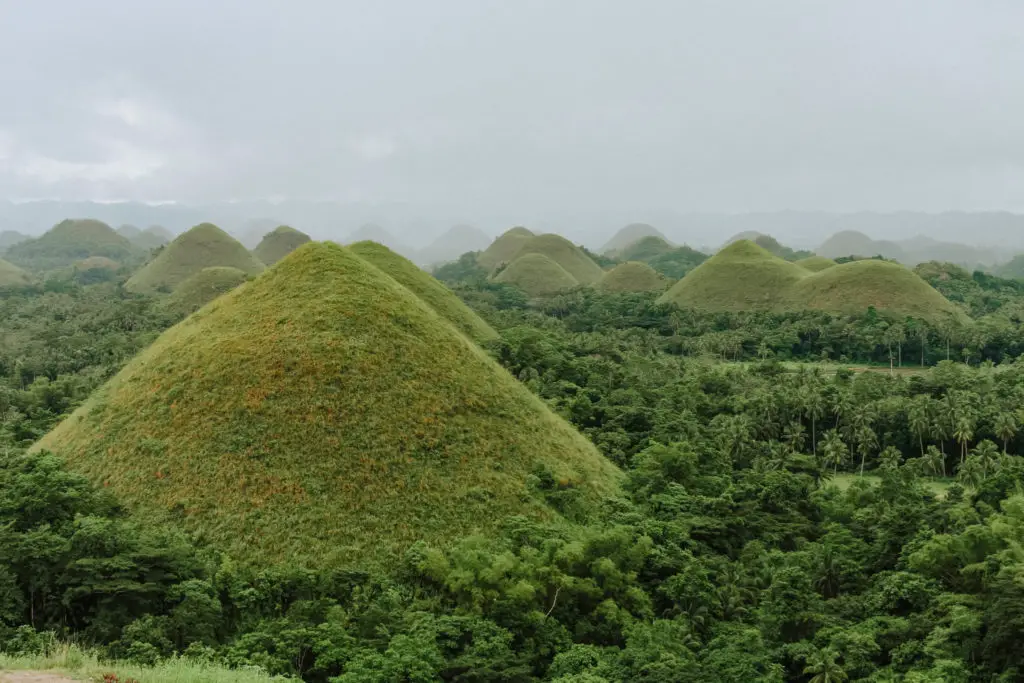 green mounds sticking out from jungle