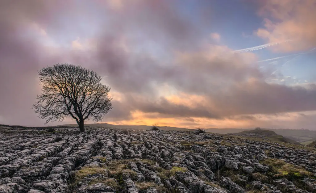limestone pavement with single tree silhouette at dusk