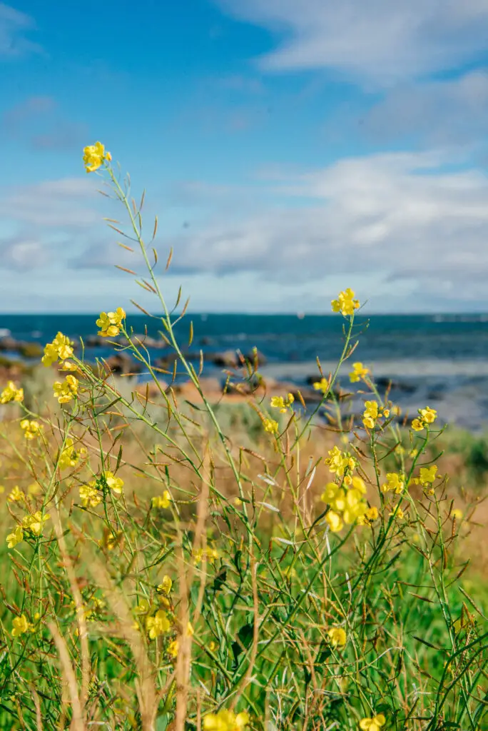yellow wild flowers in front of the sea