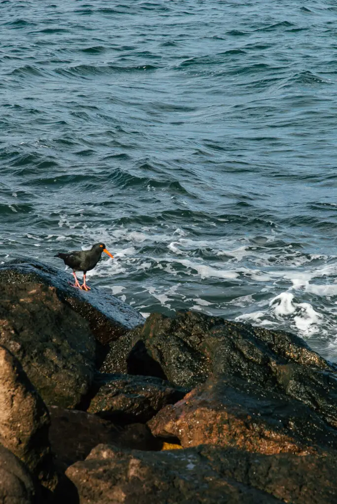 black seabird on rock in front of sea in Williamstwon