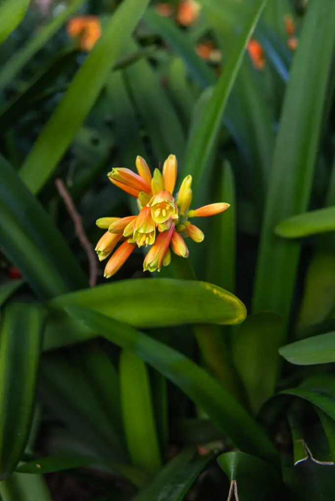 orange and yellow flowers with long green leaves