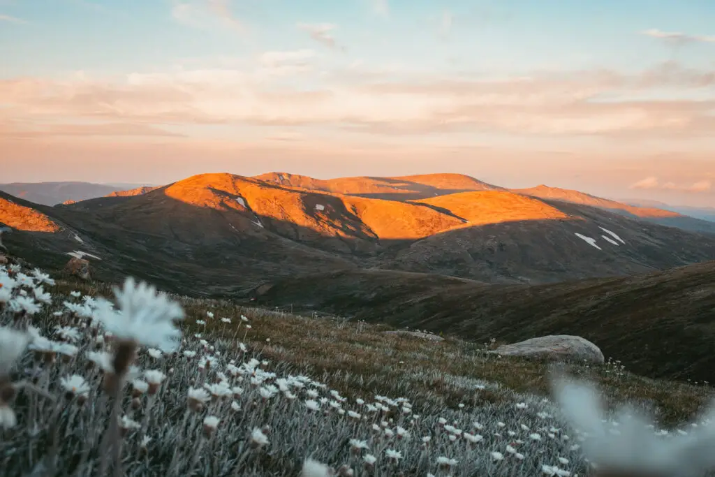 highest mountain in australia with white flowers