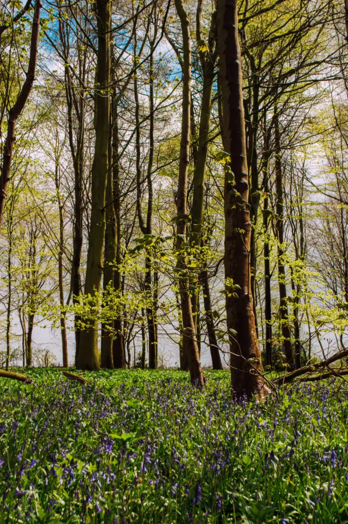 bluebell forest in Rievaulx Terraces