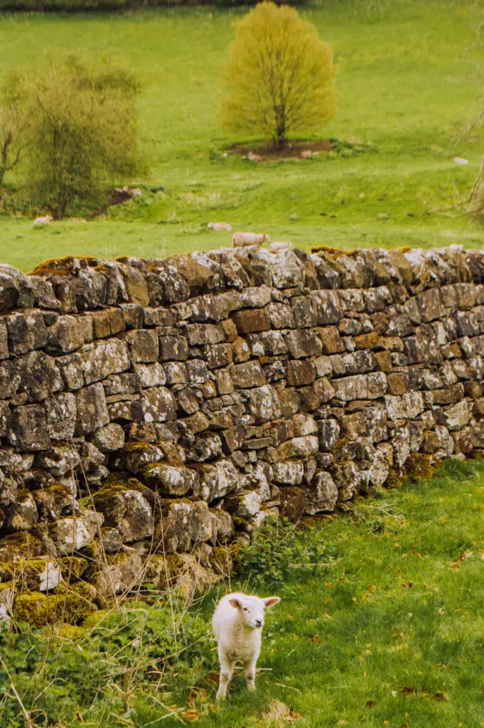 lamb in field with stone wall in yorkshire