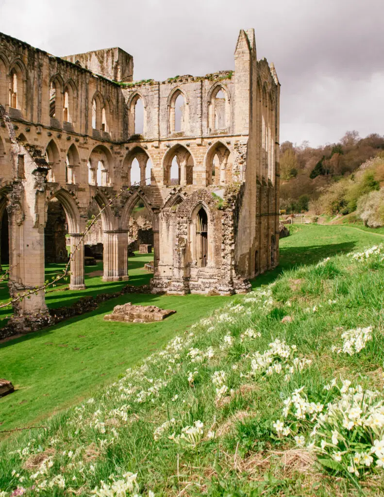 spring flowers on the banks of Rievaulx Abbey in Helmsley, Yorkshire
