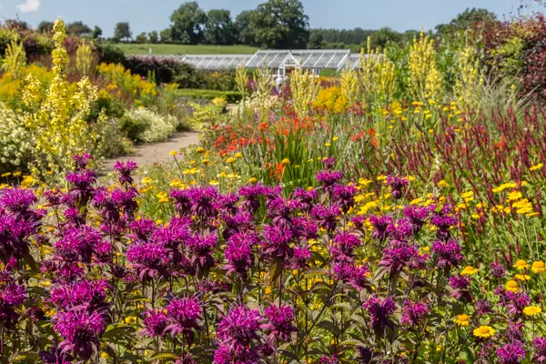 Hot Border at Helmsley Walled Garden