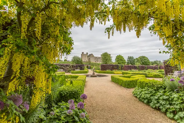 yellow laburnum arch framing Helmsley Castle