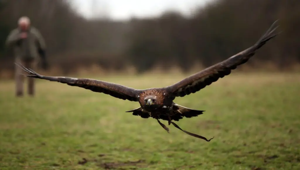 falcon at flying demonstration