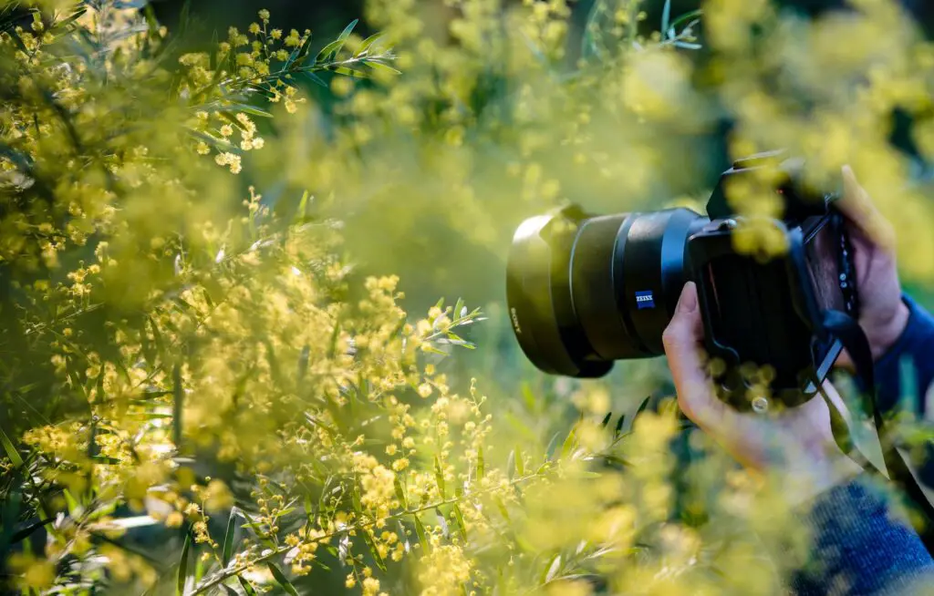 photographing yellow wildflowers