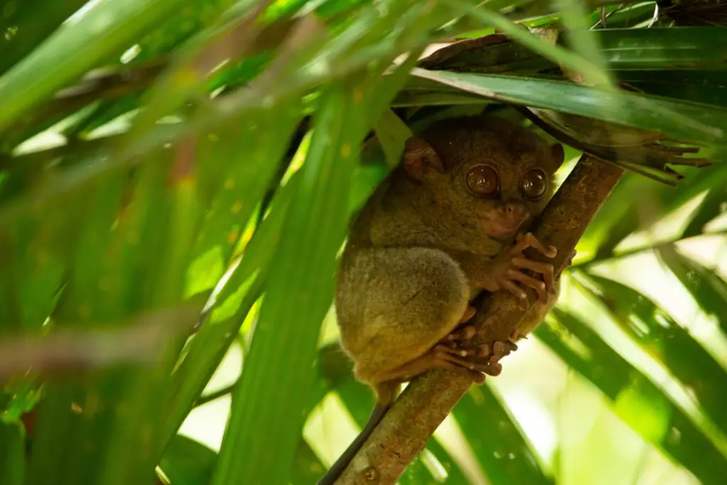 tarsier creature under vegetation