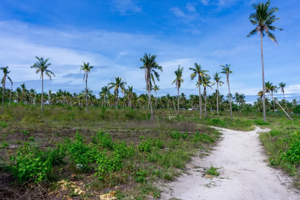 island with palm trees in the Philippines