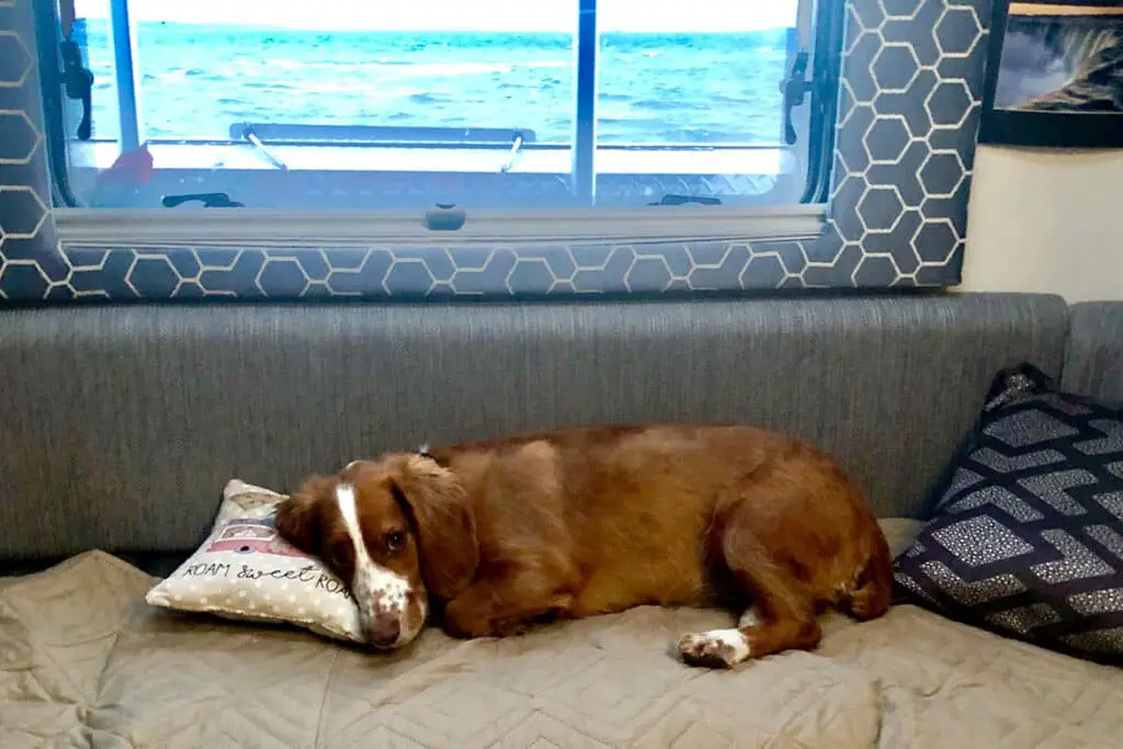 dog lying on sofa in motor home