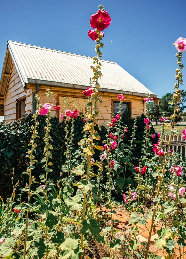 hollyhock cottage garden in Australia