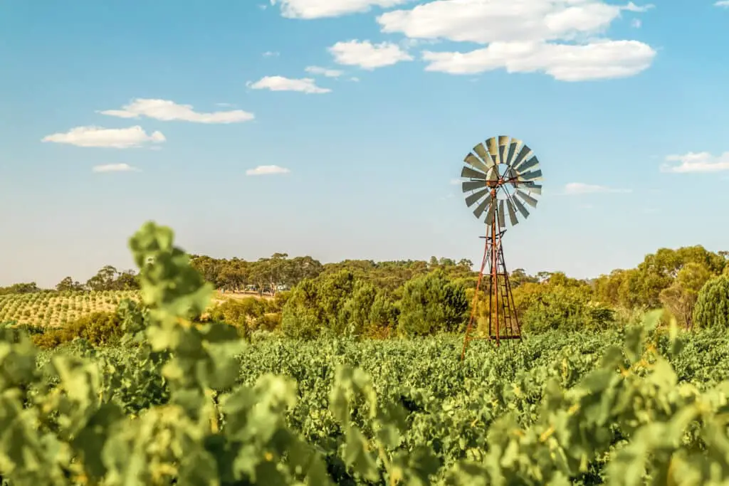 vineyards and old windmill in Clare Valley
