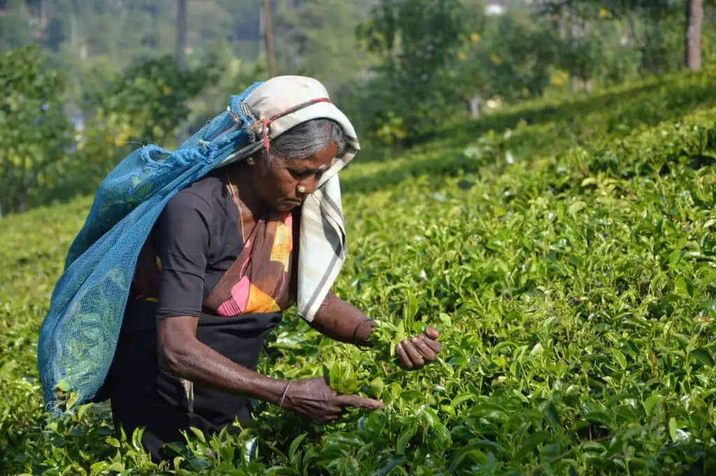 tea picking sri lanka