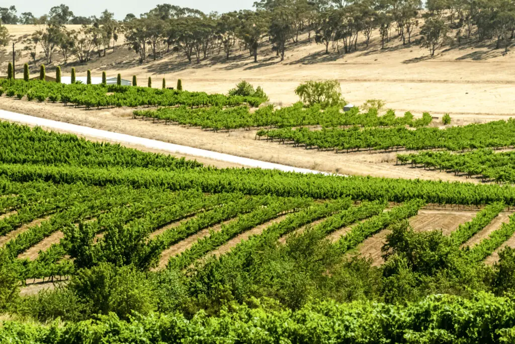 fields of vines in the Clare Valley