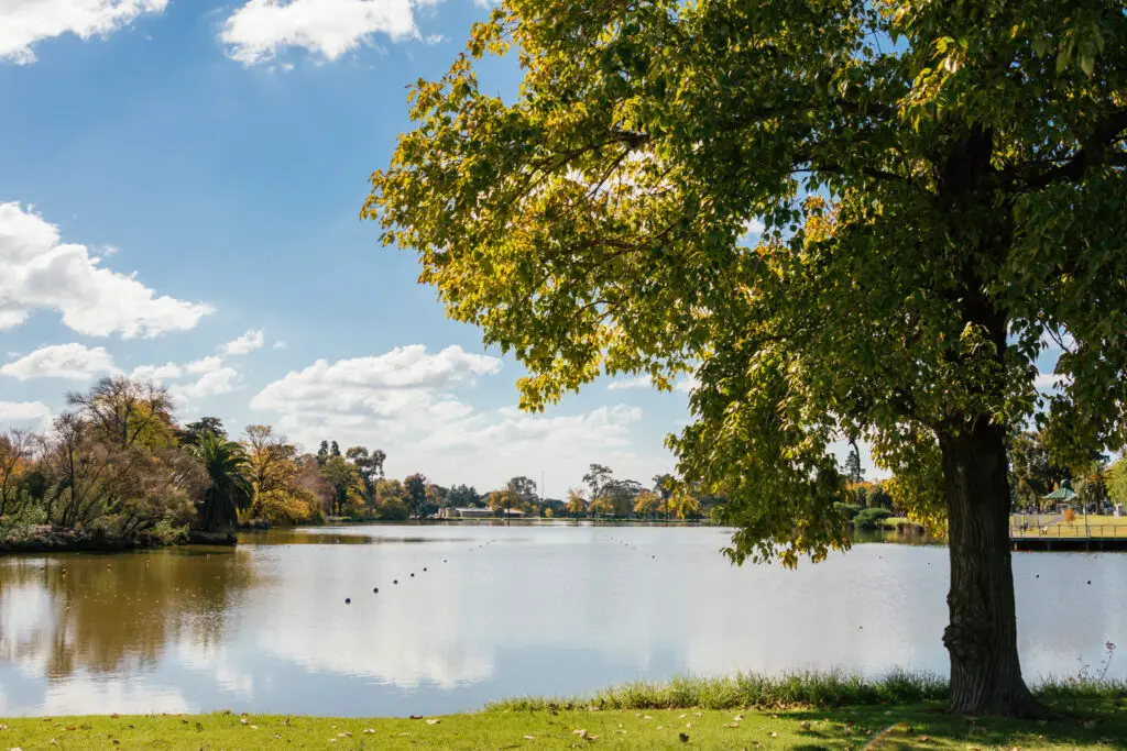 tree and ornamental lake in Bendigo