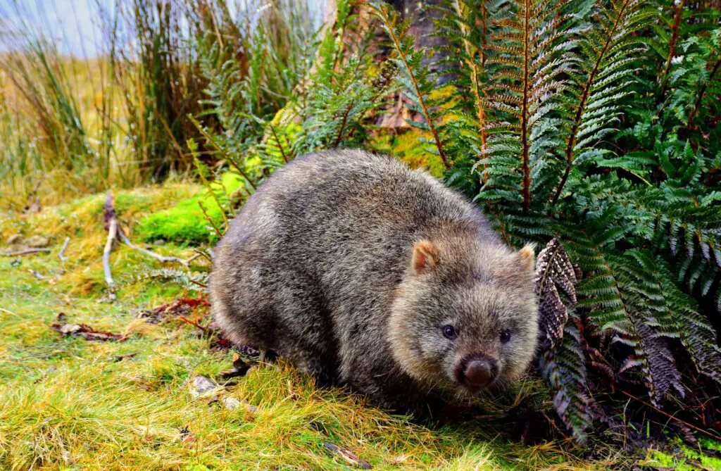 wombat in tasmania