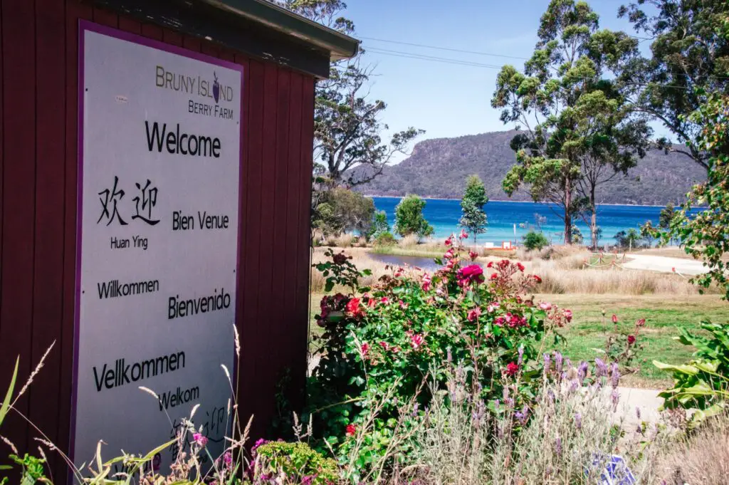 bruny island berry farm sign surrounded by flowers and blue bayin background between trees