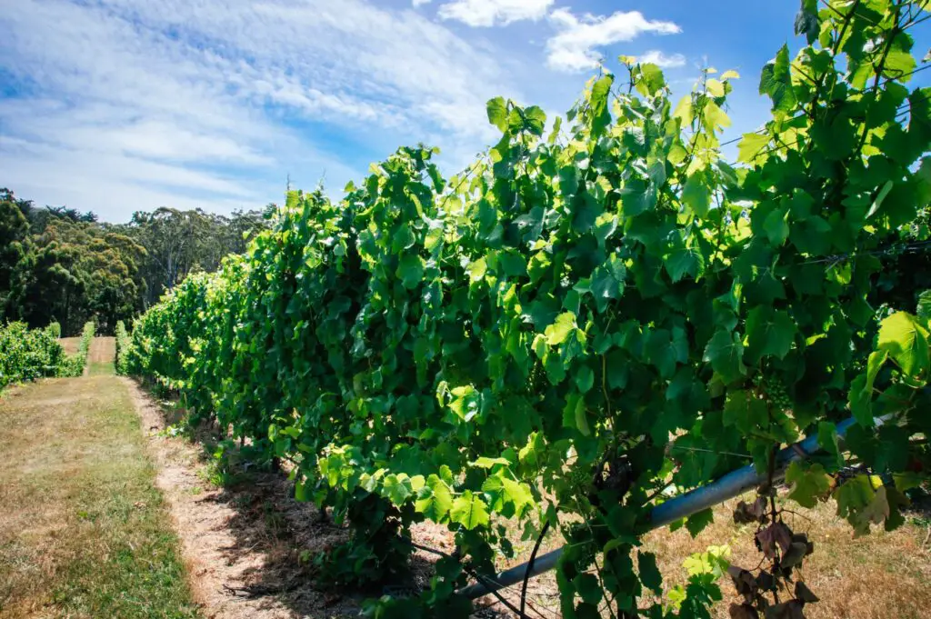 row of vines in a vineyard in Tasmania