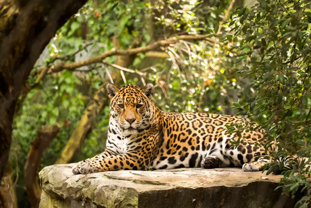 Safari in Bolivia