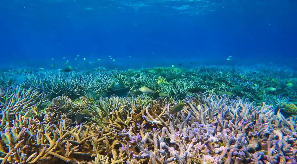 coral in Fiji