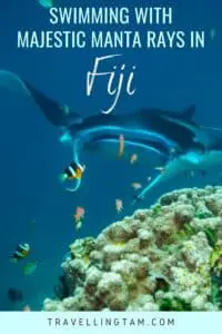 manta rays Fiji Yasawa islands