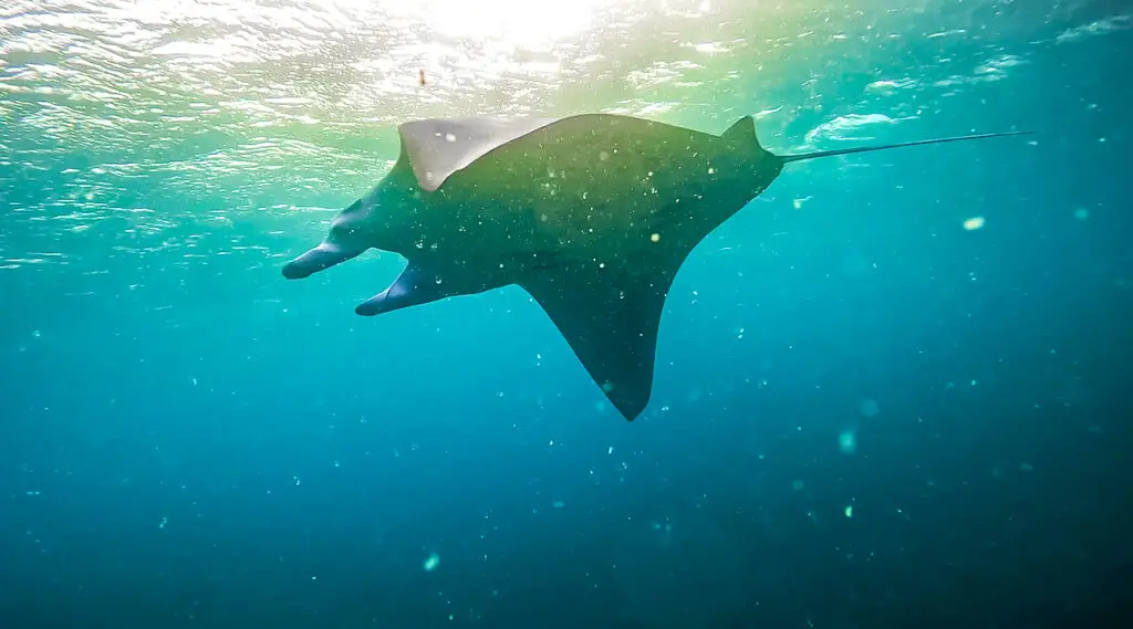 a reef manta ray near the surface of the water