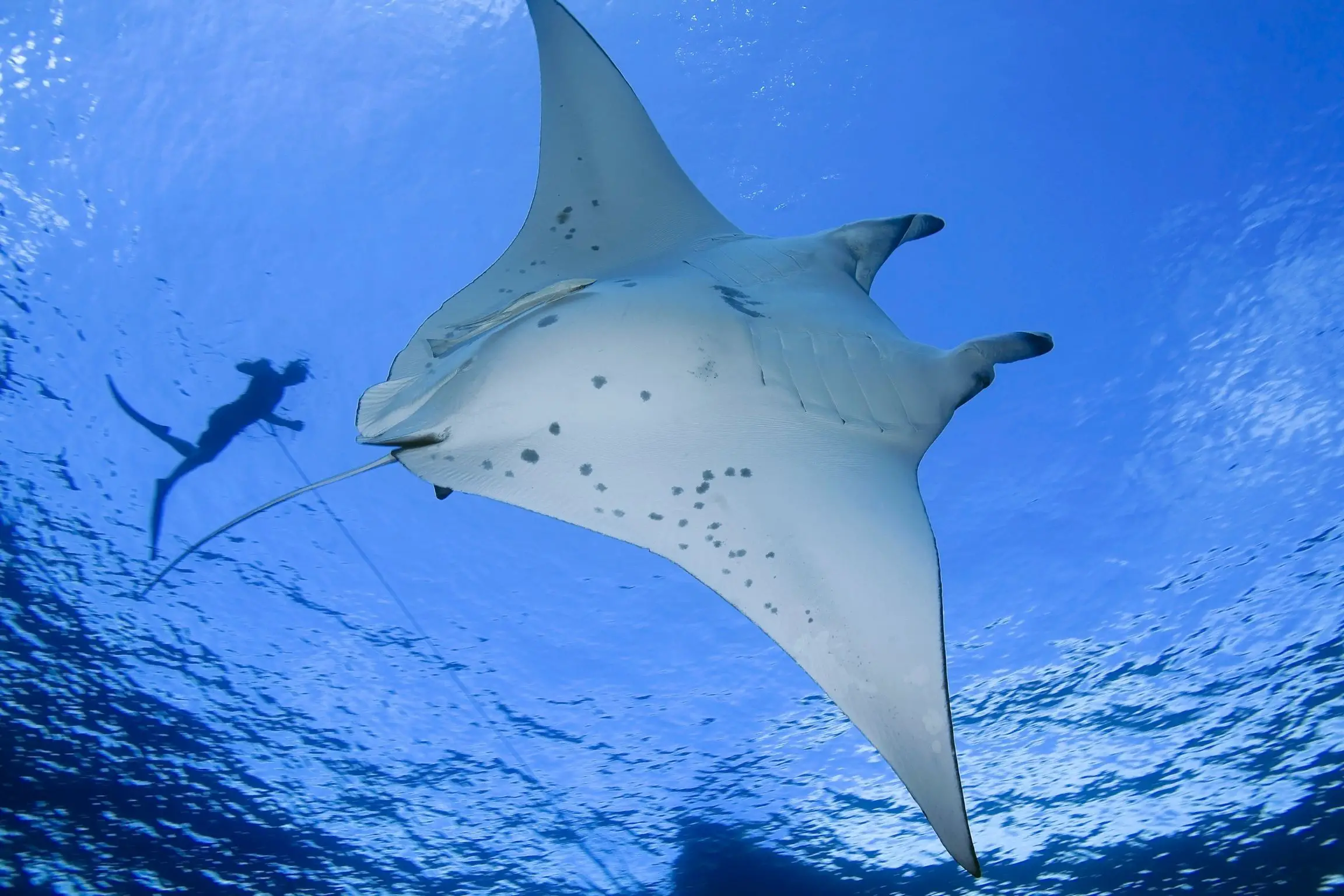 Swimming with Majestic Manta Rays in Fiji