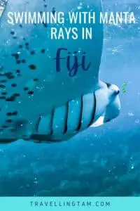 swimming with manta rays in Fiji