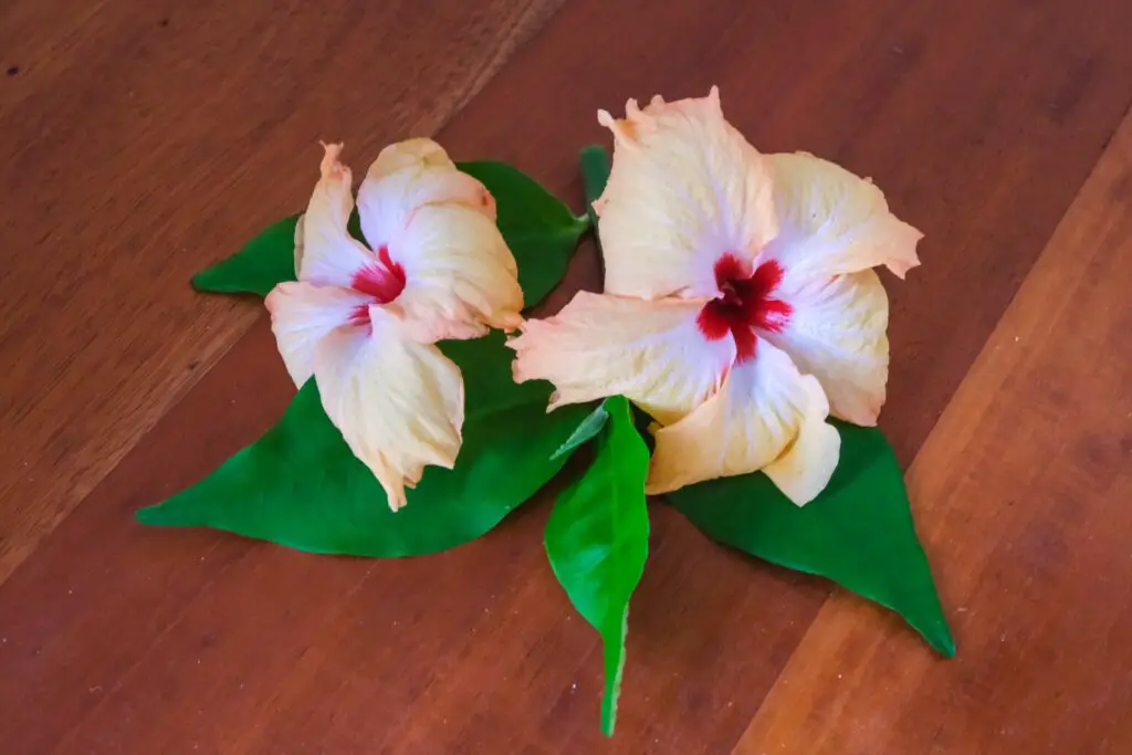 fiji flowers